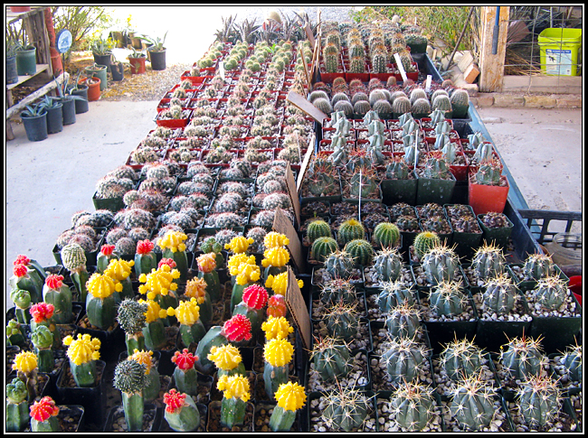 Many Stones Sells a Variety of Big Bend Cacti in Study Buttef, Texas